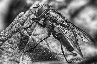 Close-up of fly on leaf