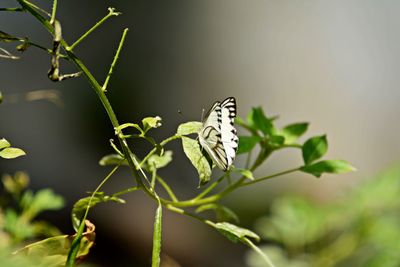 Butterfly perched on plant