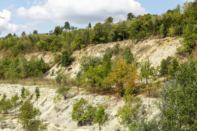 Plants growing on land against sky