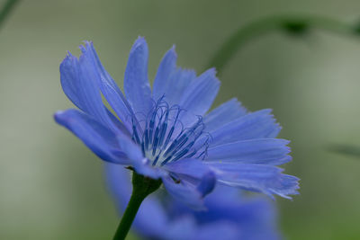 Close-up of purple blue flower