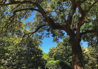 Low angle view of trees in forest against sky