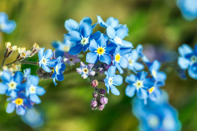 Close-up of purple flowering plants