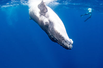 View of whale swimming in sea