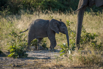Elephant calf walking in forest