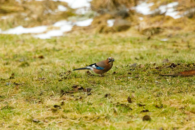 Bird perching on field