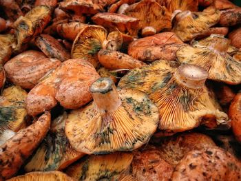 Close-up of mushrooms