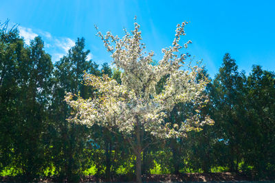 Low angle view of flower tree against blue sky