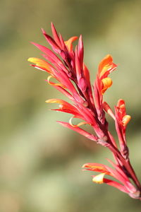 Close-up of pink flower