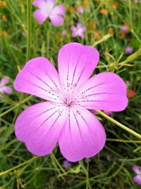 Close-up of flower blooming outdoors