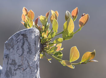 Close-up of plant