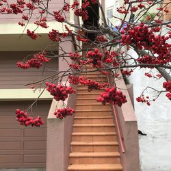 Low angle view of fruits on tree