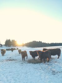 Cows grazing on landscape against clear sky during winter