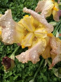 Close-up of plant with water drops