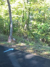 Road amidst trees in forest