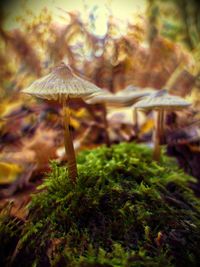 Close-up of mushroom growing on field