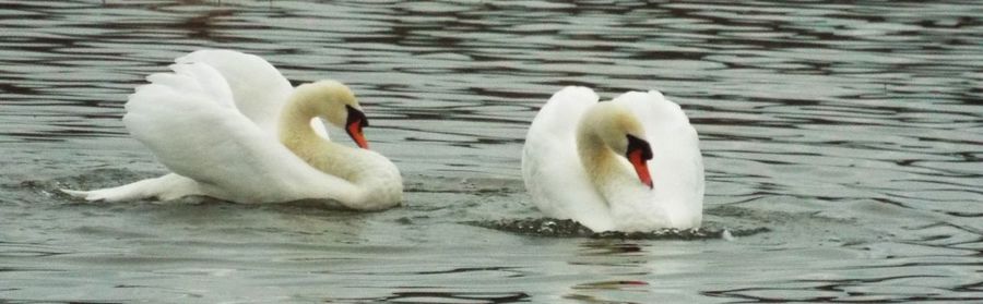 Swan in water