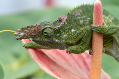 Close-up of a lizard