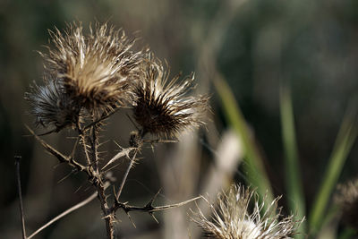 Close-up of dried plant