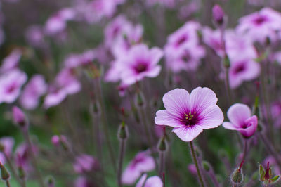 Close-up of pink flowering plants on field