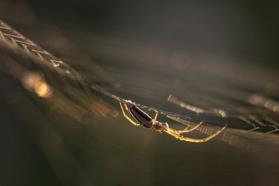 Close-up of spider