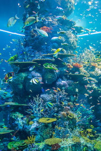 Fish swimming in sea