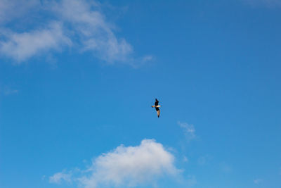 Low angle view of bird flying in sky