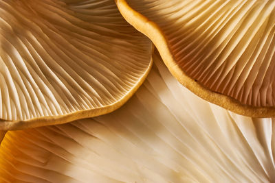 High angle view of mushroom on table