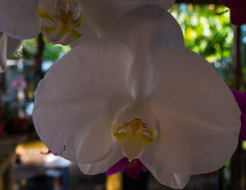 Close-up of frangipani blooming outdoors