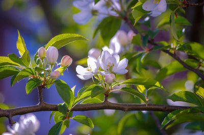 Close-up of white flowering plant