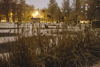 Close-up of grass against trees