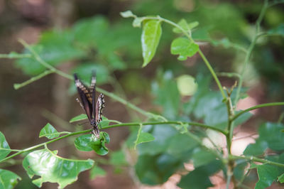 Close-up of butterfly on leaf