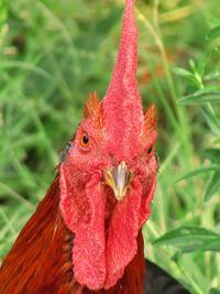 Close-up of rooster on red leaf