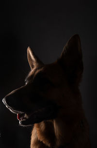 Close-up of dog looking away against black background