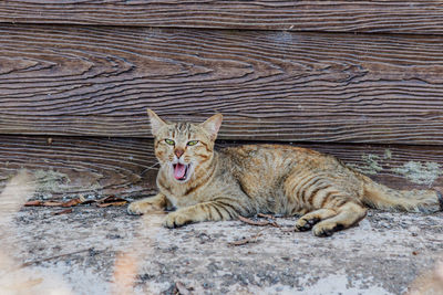 Portrait of a cat