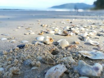 Close-up of shells on sand at beach