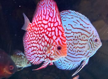 Close-up of fish swimming in tank