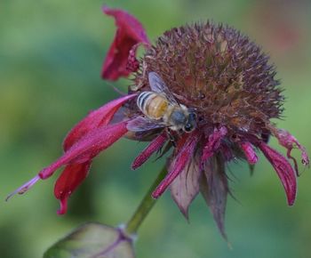 Close-up of insect on flower