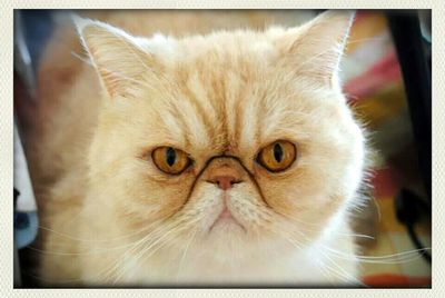 Close-up portrait of cat