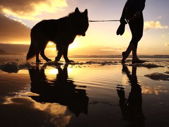 Silhouette woman with german shepherd walking at beach during sunset