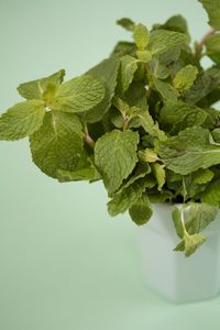 Close-up of green plant against white background