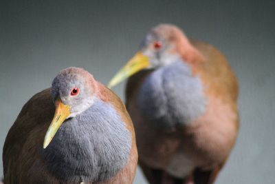 Grey-necked wood rails against gray background