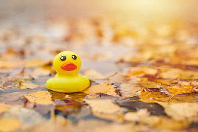 Close-up of yellow toy floating on leaves