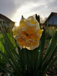 Close-up of yellow flowering plant on field