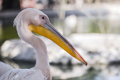 Close-up of a bird