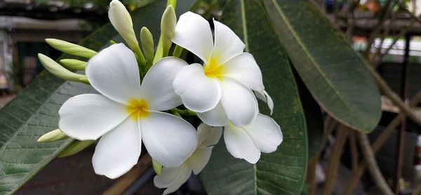 Close-up of white flowering plant