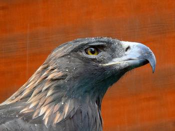 Close-up of an eagle against an orange background.