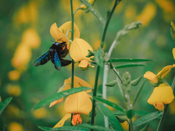 Close-up of insect on yellow flower