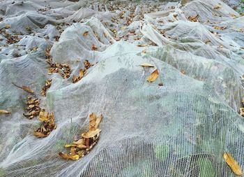 High angle view of fallen autumn leaves on net