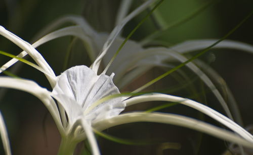 Close-up of white flowering plant