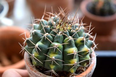 Close-up of succulent plant